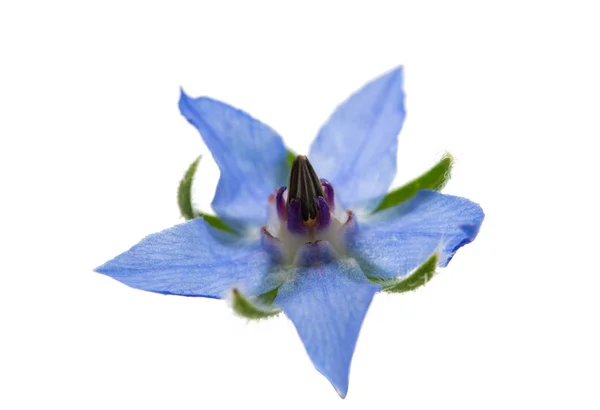 Květina modrá brutnák — Stock fotografie