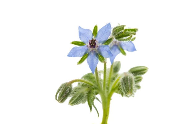 青いルリヂサ花 — ストック写真