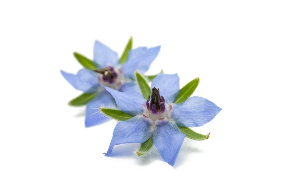Синя квітка огірочника — стокове фото