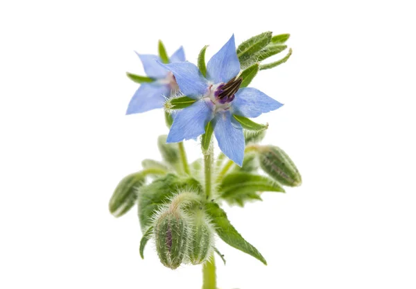 Flor Borragem Azul — Fotografia de Stock