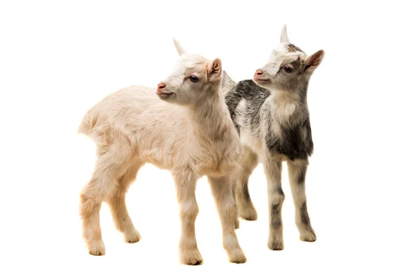 Малые козы изолированы — стоковое фото