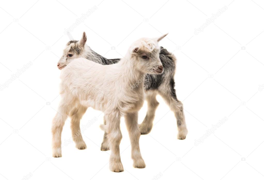 small goats isolated
