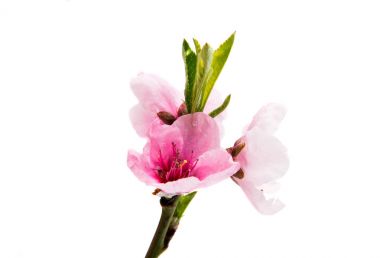 İzole Sakura çiçekler