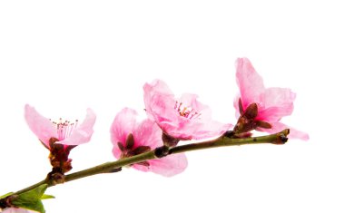 İzole Sakura çiçekler