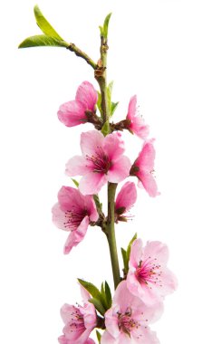 İzole Sakura çiçekler
