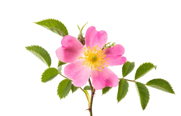 Wild rose bloem geïsoleerd — Stockfoto