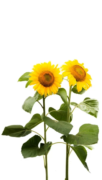 Flower of a sunflower — Stock Photo, Image