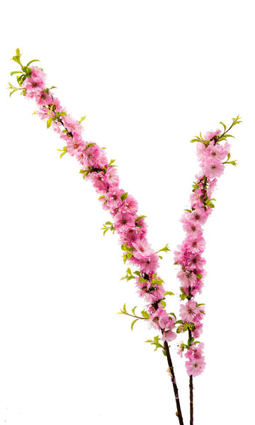 Цветущая ветвь миндаля (PRUNUS TRILOBA
) 