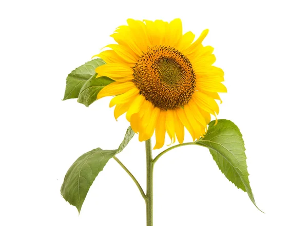 Flower of a sunflower — Stock Photo, Image