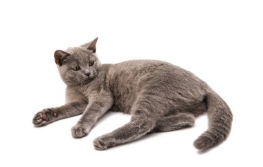 İngiliz kedi güzel 