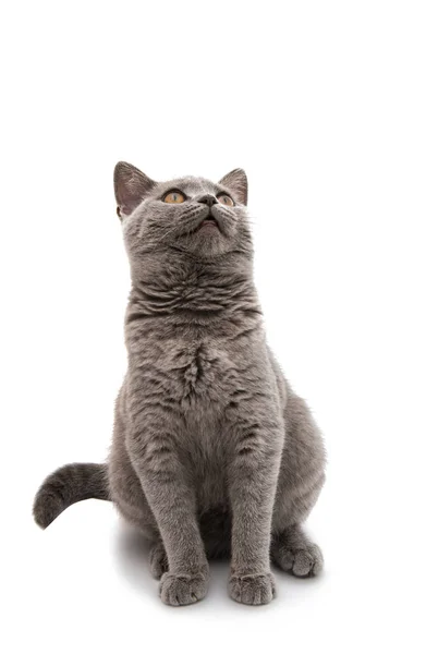 美しいイギリスの猫 — ストック写真