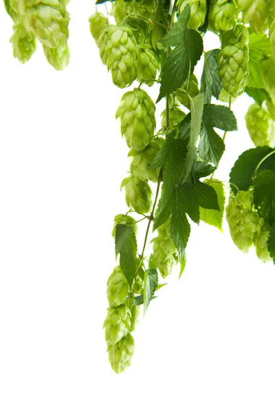 Branches of hops with cones — Stock Photo, Image