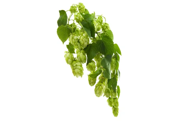 Branches of hops with cones — Stock Photo, Image