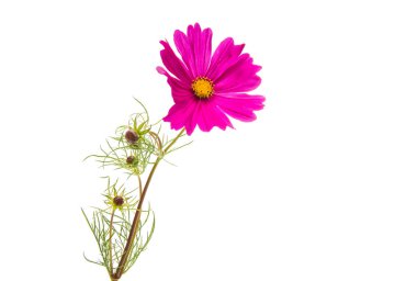 Pembe cosmea çiçek 