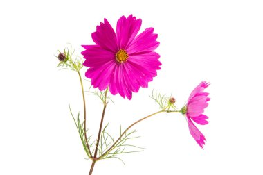 Pembe cosmea çiçek 