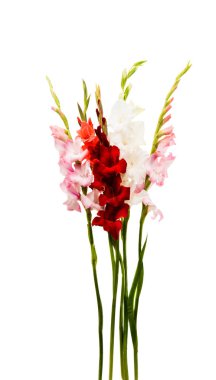 güzel Glayöl çiçek 