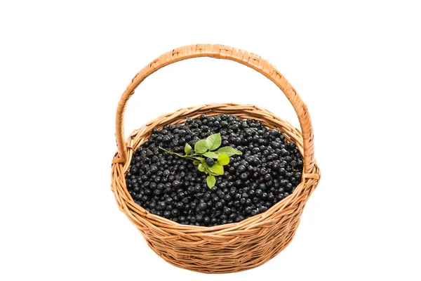 Blueberry in a basket isolated — Stock Photo, Image
