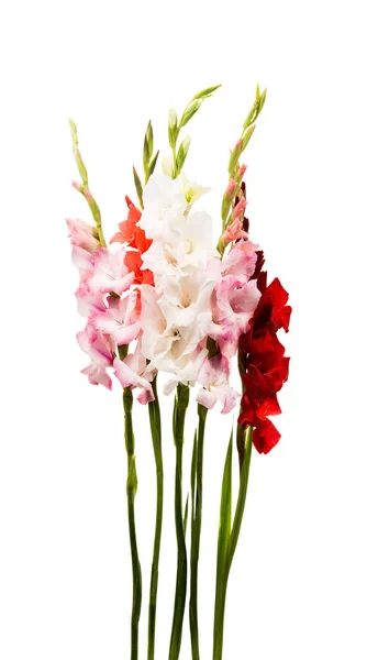 아름 다운 디올 꽃 — 스톡 사진