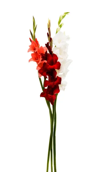 Smuk gladiolus blomst - Stock-foto