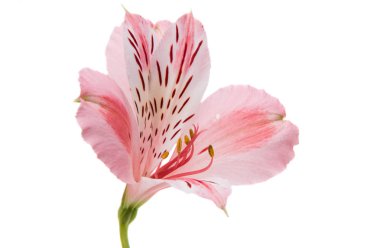 Alstroemeria Pembe çiçek 