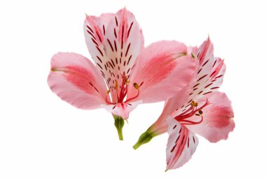 Alstroemeria Pembe çiçek 