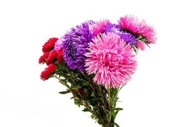 izole aster çiçekler 