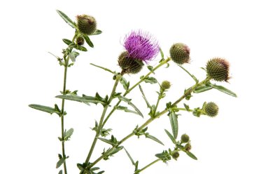 çiçek dulavratotu izole 