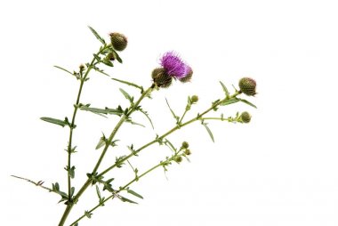 çiçek dulavratotu izole 