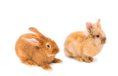 Kırmızı tavşan hayvan