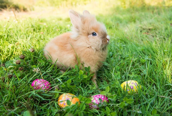 푸른 잔디 봄 토끼 — 스톡 사진