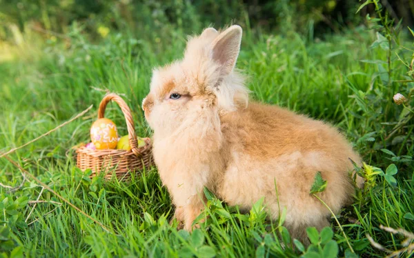 Coelho na grama verde na primavera — Fotografia de Stock