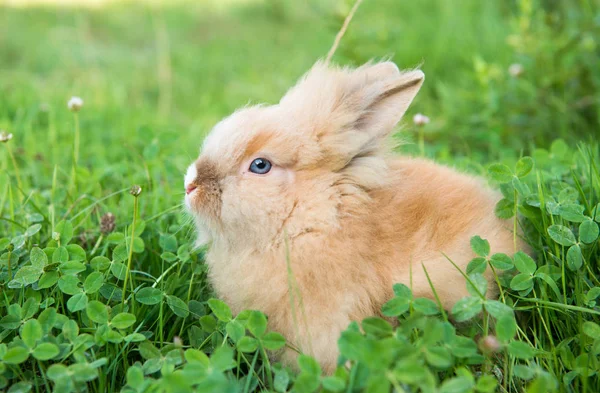 Kanin i grönt gräs på våren — Stockfoto