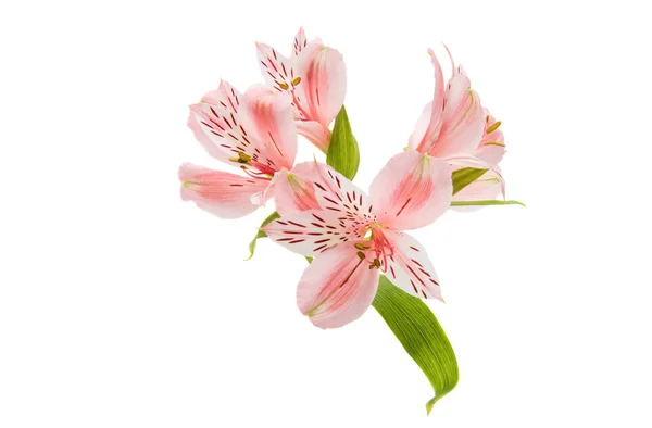 Bunga merah muda Alstroemeria — Stok Foto