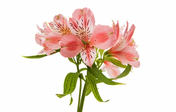 Alstroemeria flor rosa — Fotografia de Stock