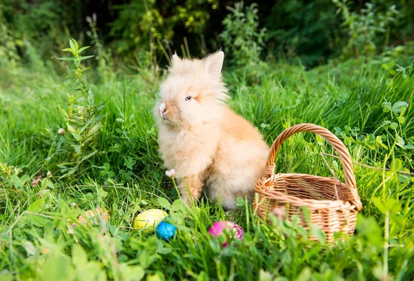 Кролик в зеленій траві навесні — стокове фото