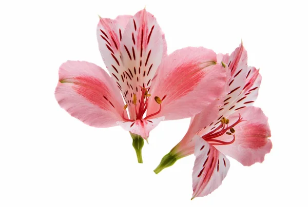 Alstroemeria flor rosa —  Fotos de Stock