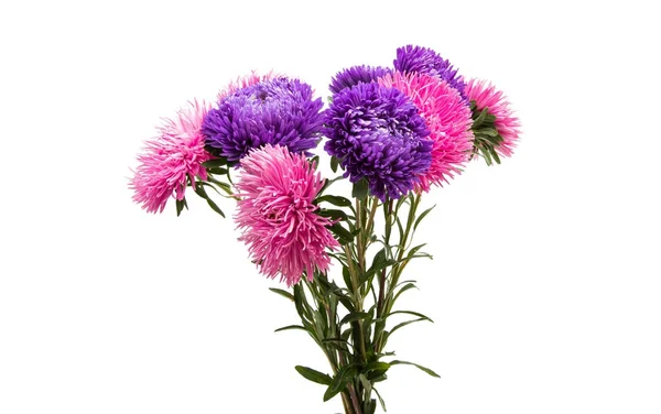 Aster flowers isolated — Stock Photo, Image