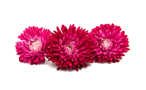 Aster flowers isolated — Stock Photo, Image