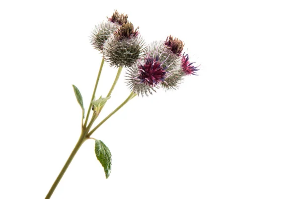 Flower burdock isolated — Stock Photo, Image