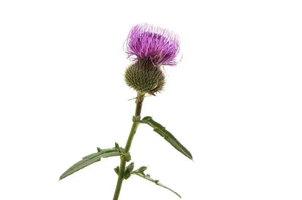 Blomst burdock isoleret - Stock-foto