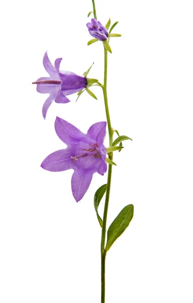 Wild bell flower — Stock Photo, Image