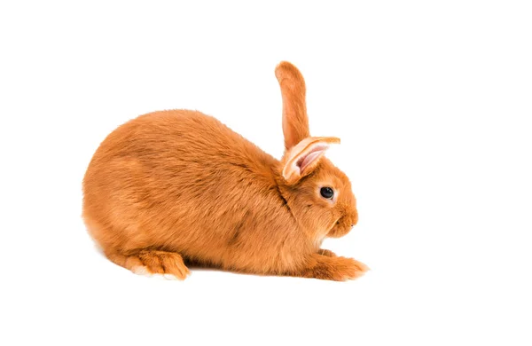 Red rabbit animal — Stock Photo, Image