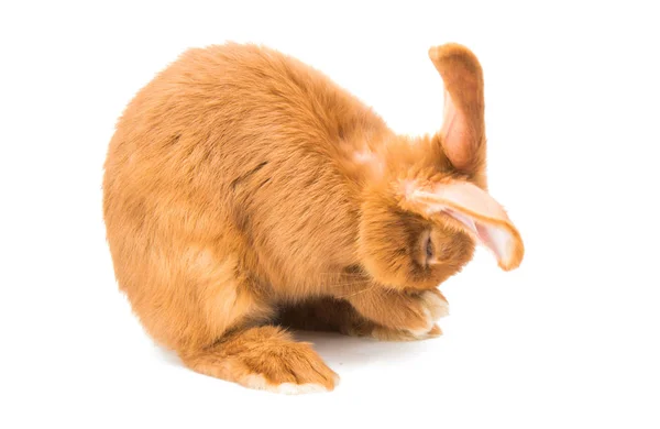 Red rabbit animal — Stock Photo, Image