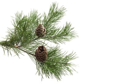 İzole koniler ile çam dalı 