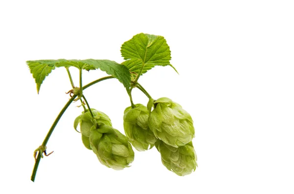 Branch with cones hops isolated — Stock Photo, Image