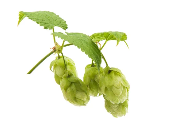 Branch with cones hops isolated — Stock Photo, Image