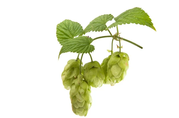 Branch with cones hops isolated — Stock Photo, Image