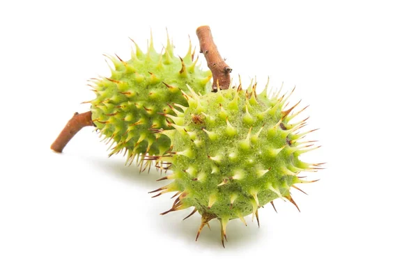 Chestnut freshness isolated — Stock Photo, Image