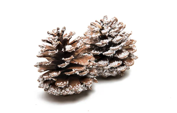 Pine cones isolated — Stock Photo, Image