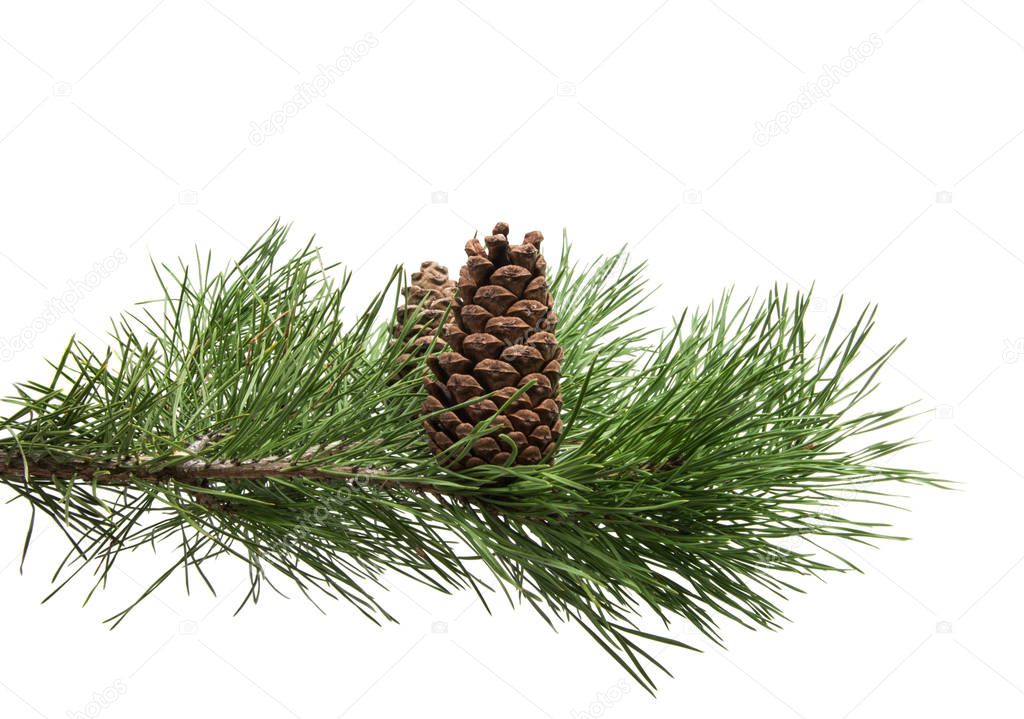 branch of pine with cones isolated 